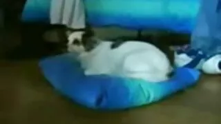 مونا کے ساتھ یوگا کرنا